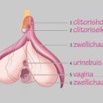 Eindelijk staat de clitoris ook in biologieboek middelbare scholen