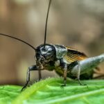Wat zijn de risico's van insecten in je eten?