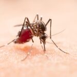 Malaria en dengue: waaraan herken je dat?